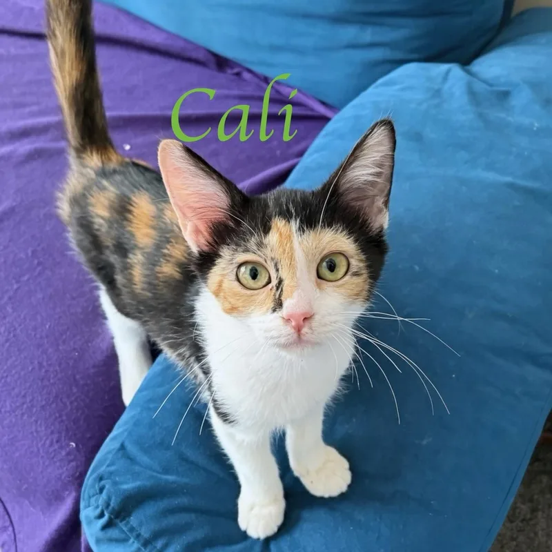 A baby medium-sized female Calico Domestic Short Hair cat named Cali...I have a soft for adoption in Murfreesboro, TN