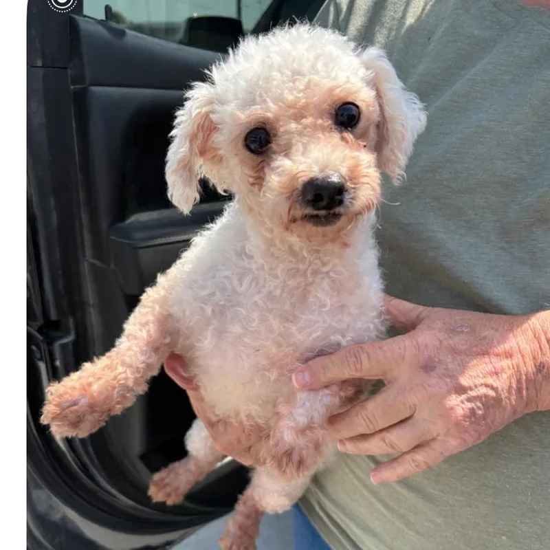 A senior small-sized female White / Cream Bichon Frise dog named Gabby for adoption in Normal, IL