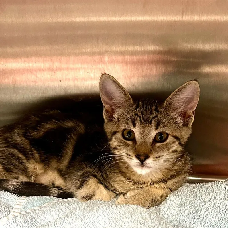 A baby medium-sized female Domestic Short Hair cat named Gingerella for adoption in Shoreline, WA