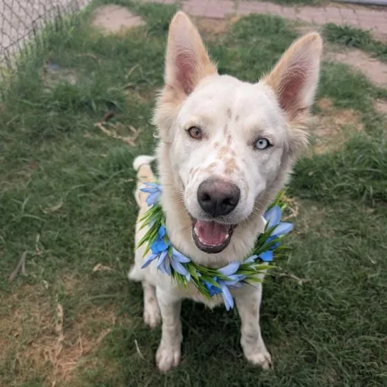 An adult medium-sized male White / Cream Australian Shepherd dog named Charlie for adoption in Fort Collins, CO