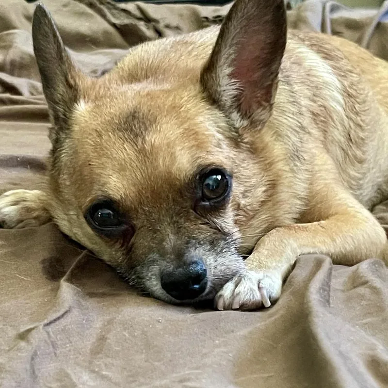 Guy Furrieri thumbnail 3