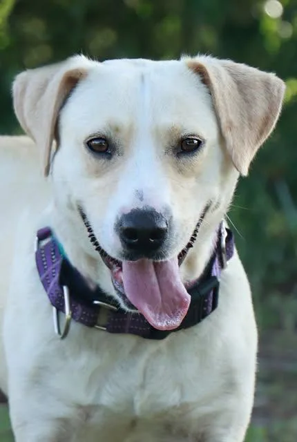 A young medium-sized female Apricot / Beige Yellow Labrador Retriever dog named Skye for adoption in Eglin AFB, FL