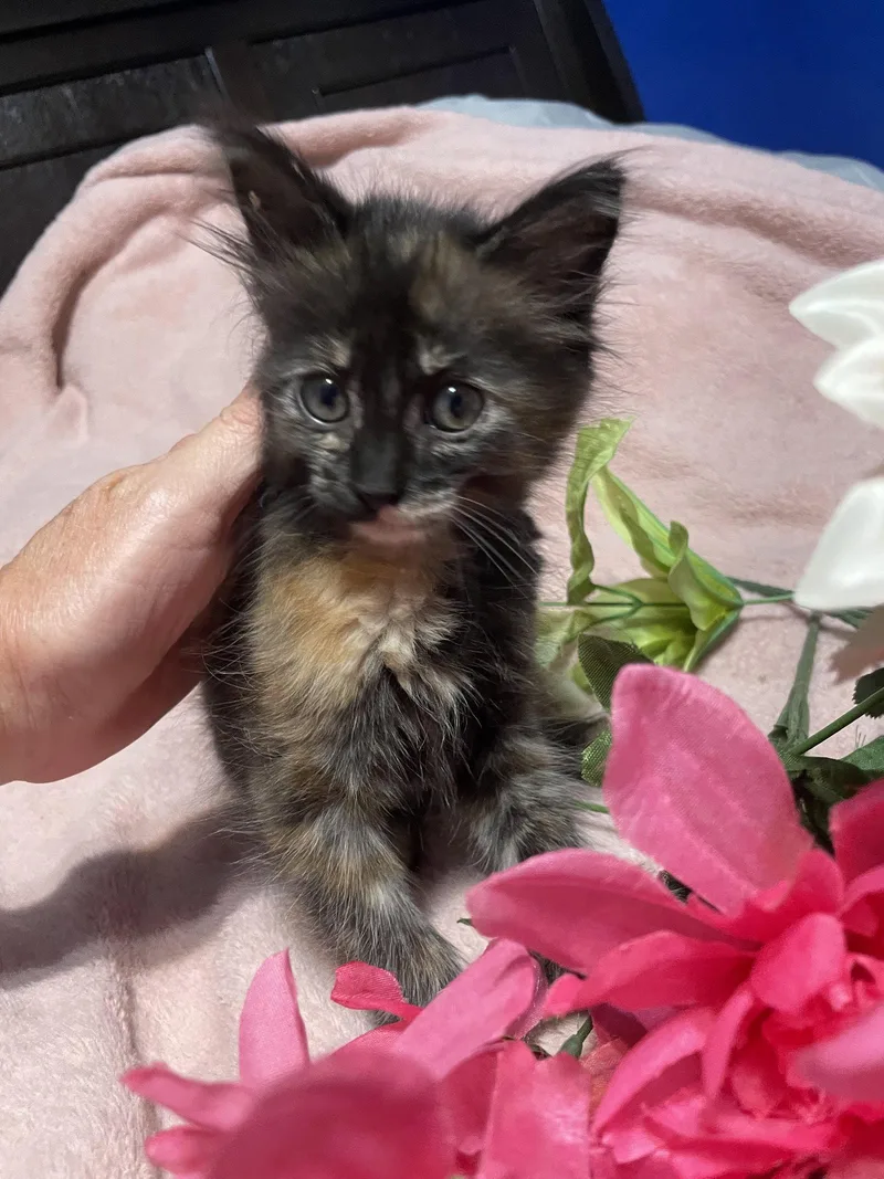 A baby medium-sized female Tortoiseshell cat named Tortuga for adoption in Wesley Chapel, FL