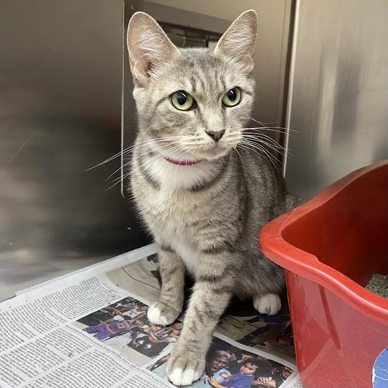 An adult medium-sized female Gray / Blue / Silver Domestic Short Hair cat named Gaia for adoption in Springfield, MA