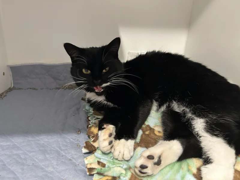 Cardamom thumbnail 2