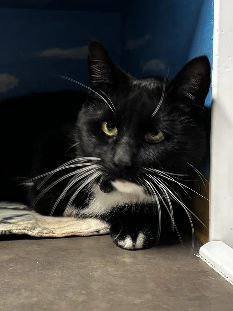 Cardamom thumbnail 3