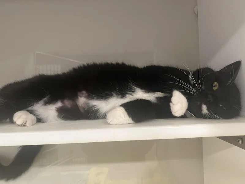 Cardamom thumbnail 4