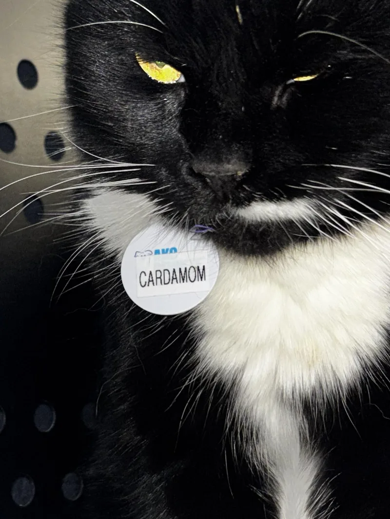 Cardamom thumbnail 5