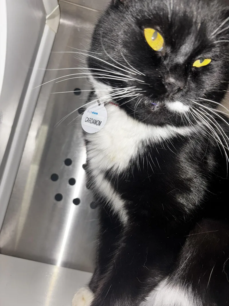 Cardamom thumbnail 6