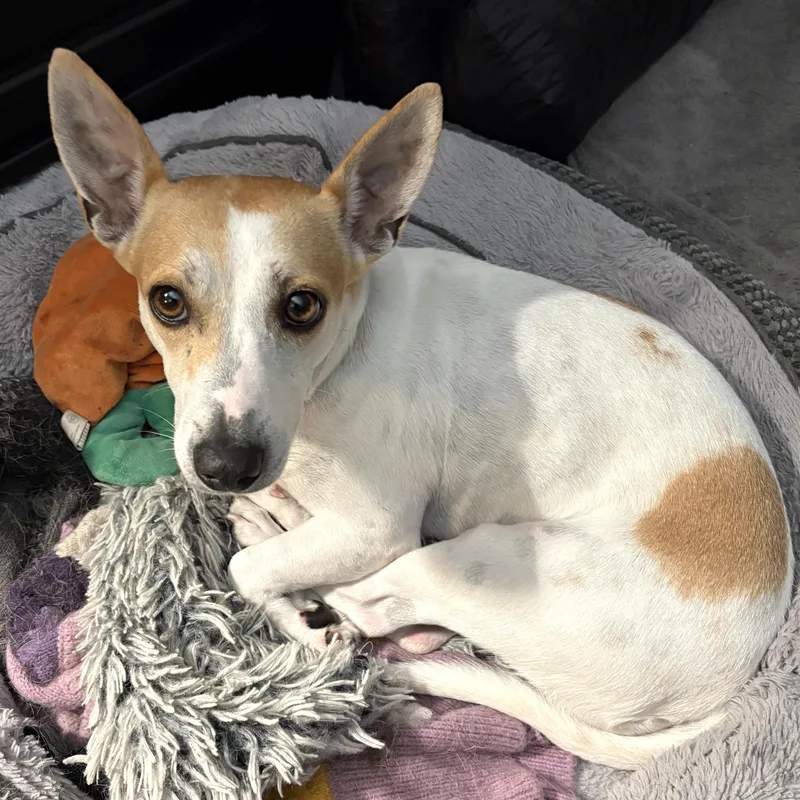 A young small-sized female White / Cream Jack Russell Terrier dog named Johdi for adoption in Brooklyn, NY