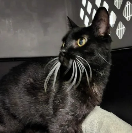 A senior medium-sized female Domestic Short Hair cat named Isis for adoption in Los Angeles, CA