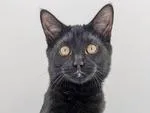 A baby small-sized female Domestic Short Hair cat named Xeni for adoption in Powell, OH