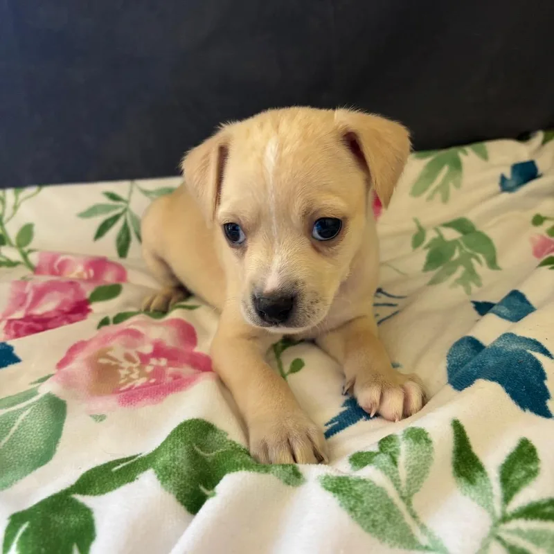 A baby small-sized male Yellow / Tan / Blond / Fawn Terrier dog named Oasis for adoption in Fredericksburg, TX
