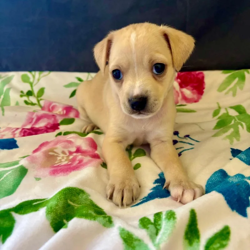 Oasis thumbnail 3