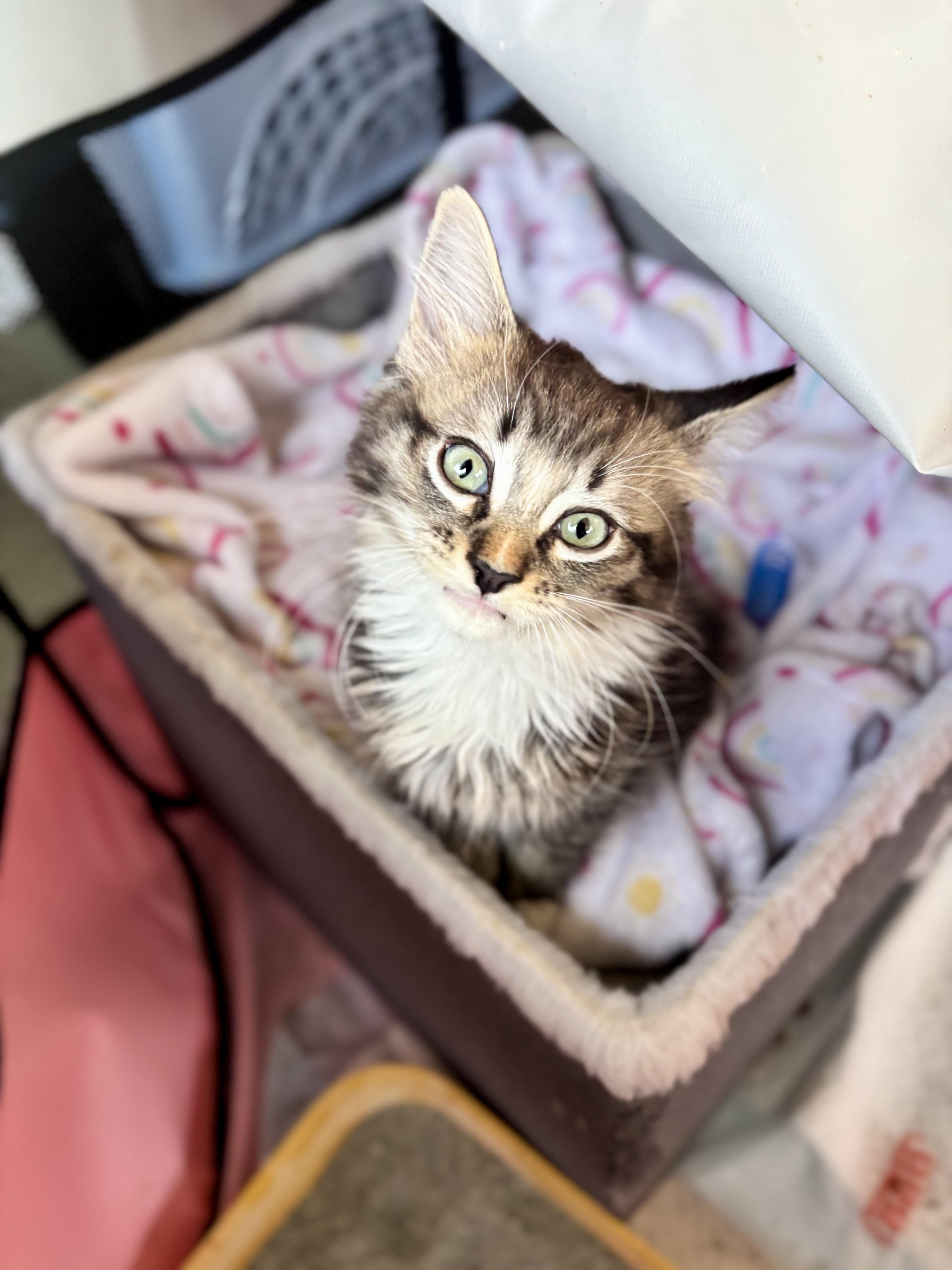 A baby small-sized female Tabby (Buff / Tan / Fawn) American Shorthair cat named Latke for adoption in Wallkill, NY