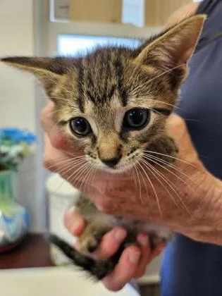 A baby small-sized male Domestic Short Hair cat named Keanu for adoption in Port Saint Joe, FL