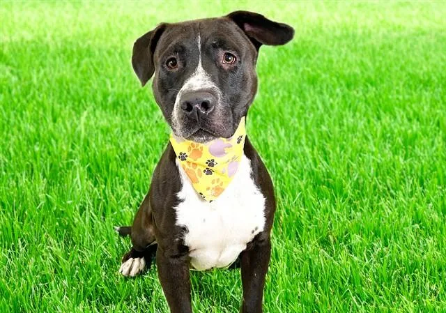 A young medium-sized male American Staffordshire Terrier dog named Mack for adoption in Fort Lauderdale, FL