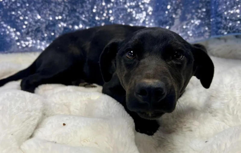 Manta Ray thumbnail 2