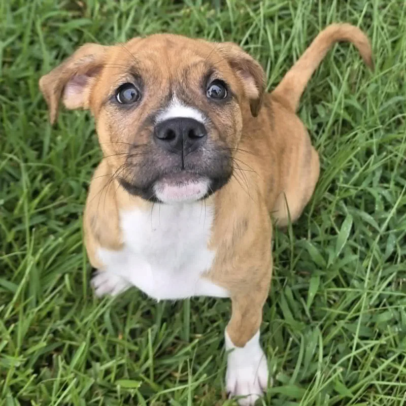 Santos