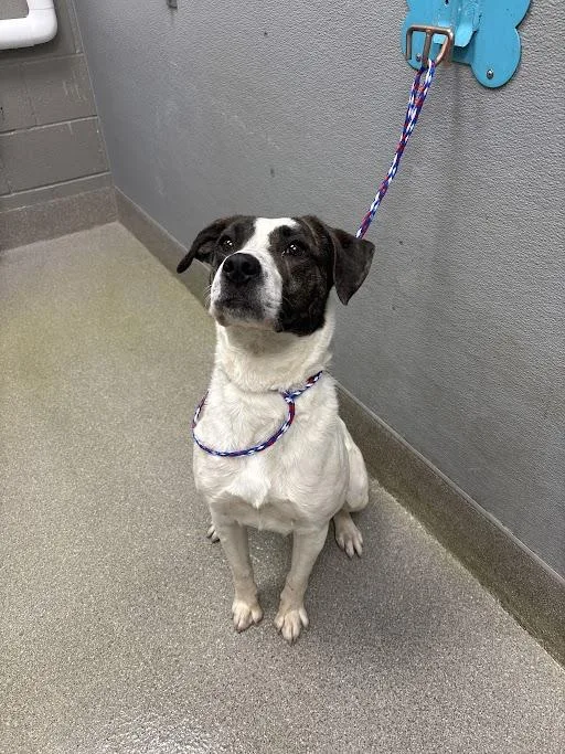 A young medium-sized female Pit Bull Terrier dog named Pedi for adoption in Las Vegas, NV