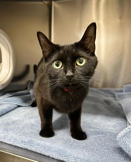 A young medium-sized female Domestic Short Hair cat named Lemon Lime for adoption in Westland, MI