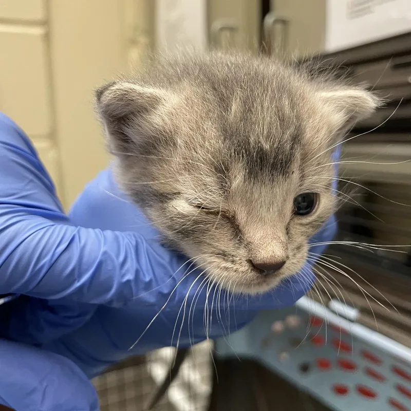 A baby small-sized male Gray / Blue / Silver Domestic Short Hair cat named Mr. Bombtastic for adoption in Columbus, GA