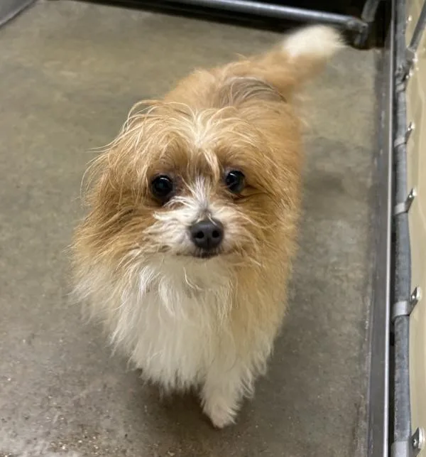 An adult small-sized male Yorkshire Terrier dog named Milo for adoption in Sioux City, IA