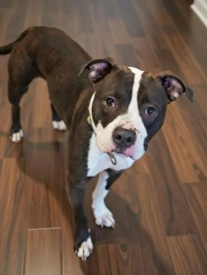 An adult large-sized male Pit Bull Terrier dog named Drew for adoption in Bowling Green, KY