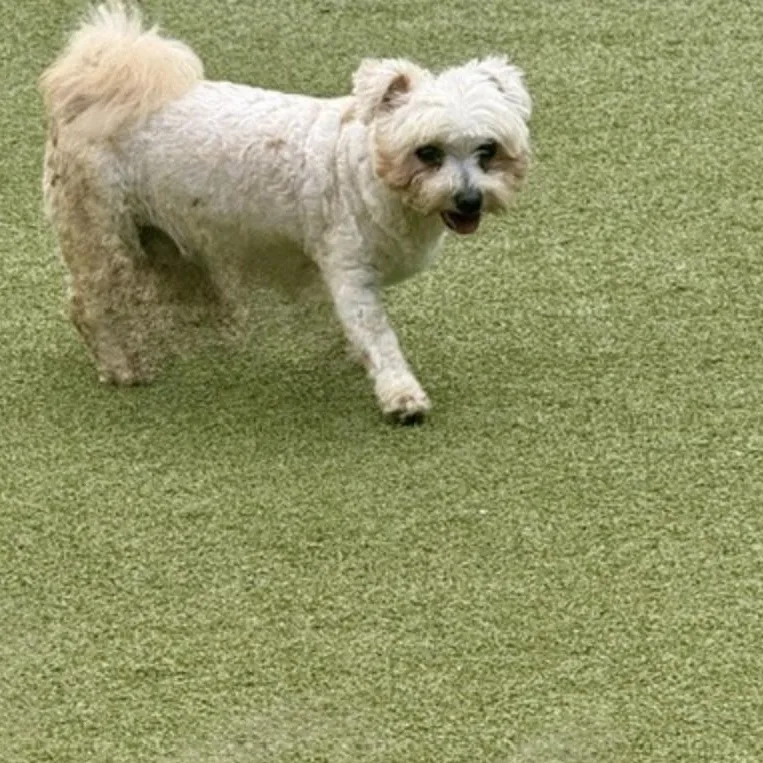 Teddy thumbnail 6