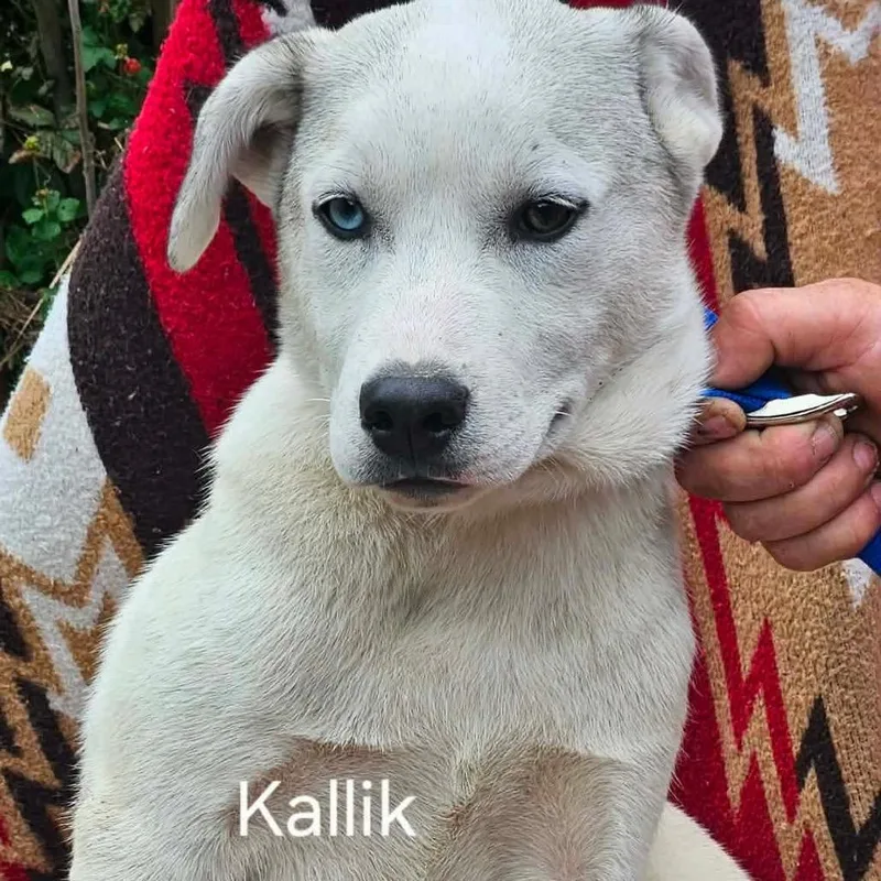 Kallik