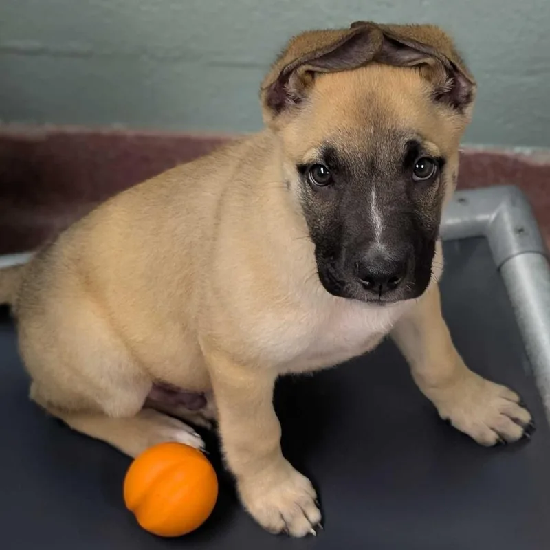 A baby small-sized male Brown / Chocolate Mixed Breed dog named Buggs for adoption in Asheville, NC