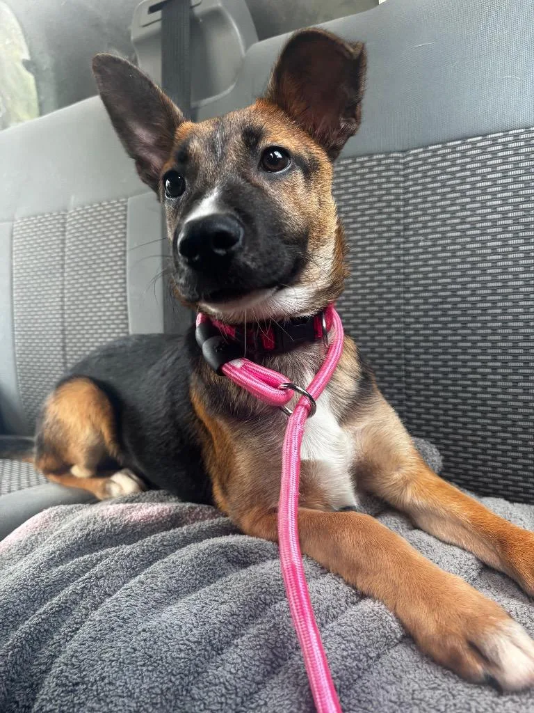 A baby medium-sized female Belgian Shepherd / Malinois dog named Morwen for adoption in Rockport, TX
