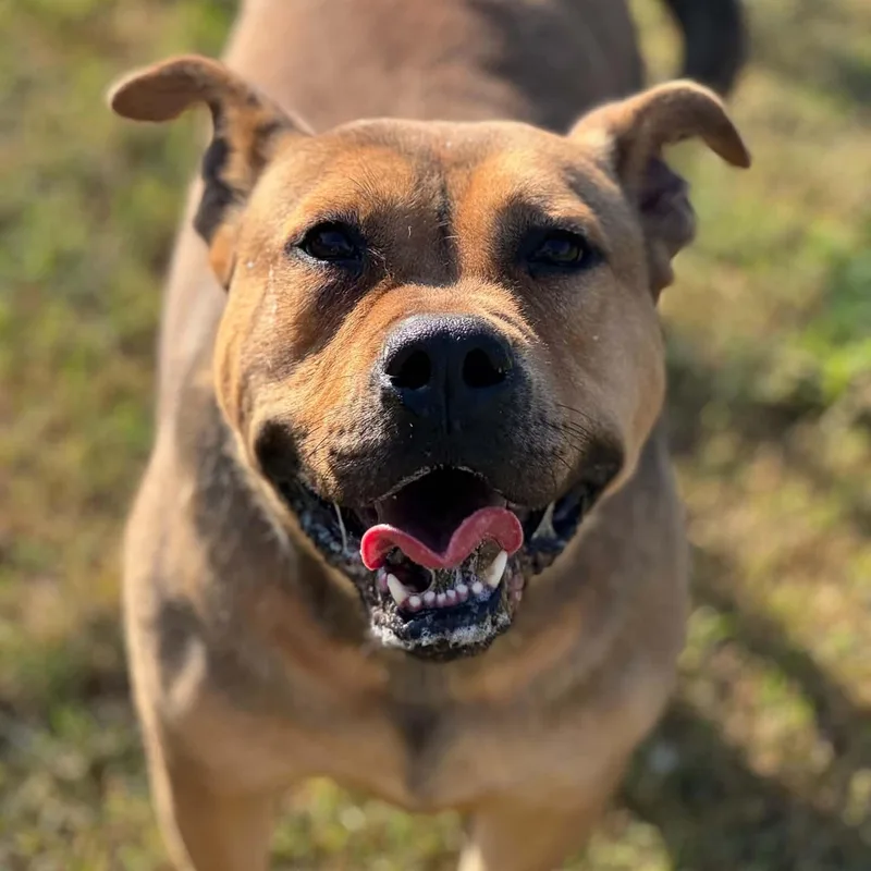 A young medium-sized male Brown / Chocolate English Bulldog dog named Boone for adoption in Brentwood, TN