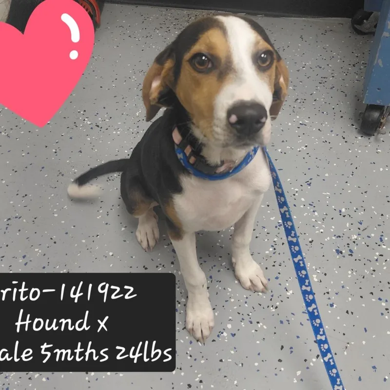 A baby medium-sized female Beagle dog named Frito for adoption in New Tazewell, TN
