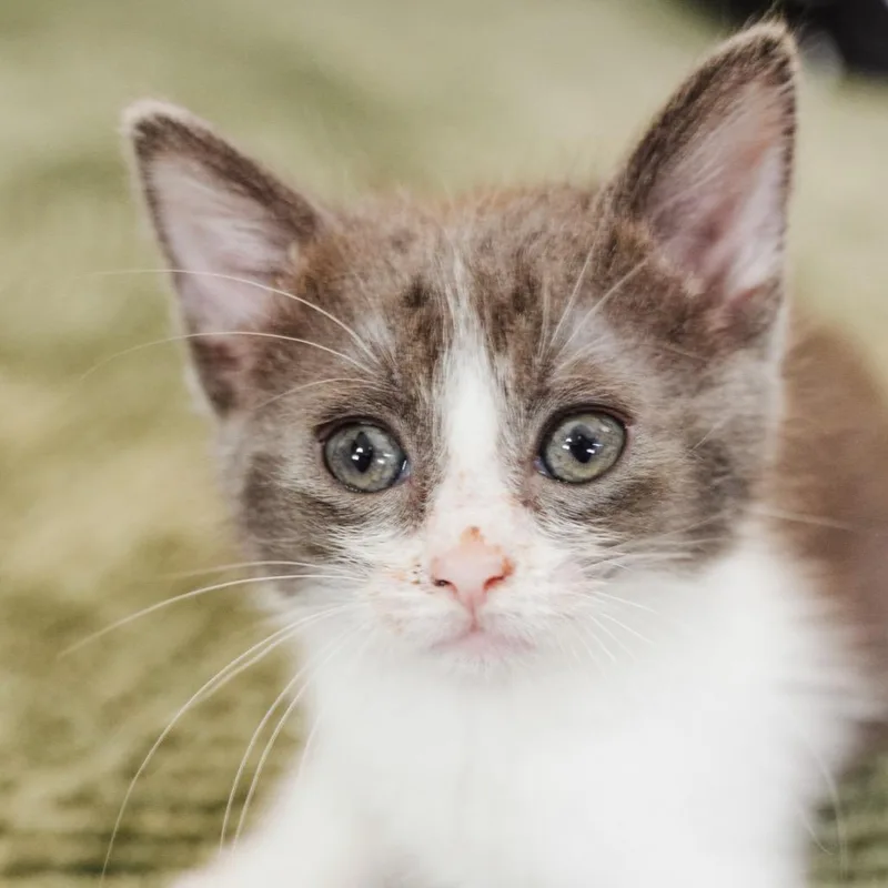 A baby small-sized male Gray / Blue / Silver Domestic Short Hair cat named Diana for adoption in Los Angeles, CA