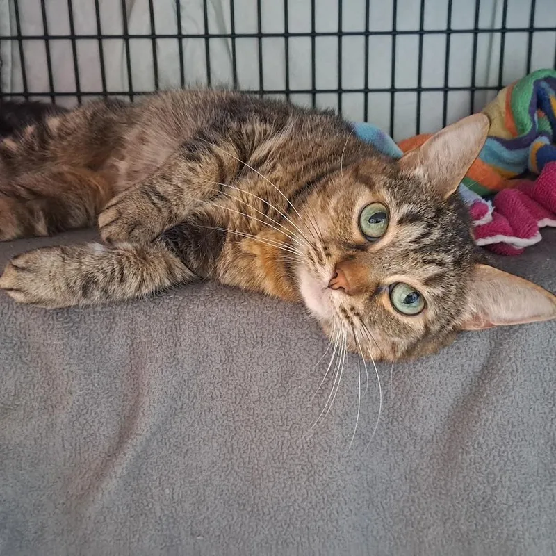 A senior medium-sized female Torbie Domestic Short Hair cat named Longfield for adoption in Chicago, IL