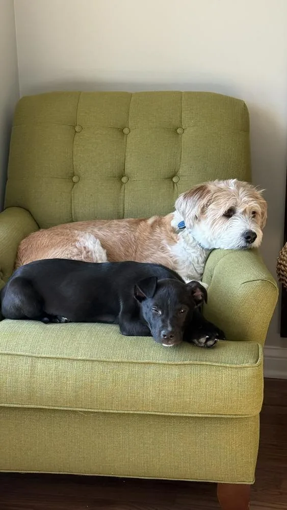 A baby large-sized male Black Labrador Retriever dog named Sergeant for adoption in New Albany, OH