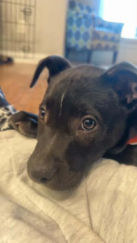 Sergeant thumbnail 2