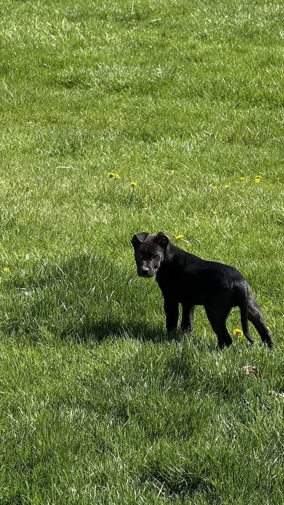 Sergeant thumbnail 3