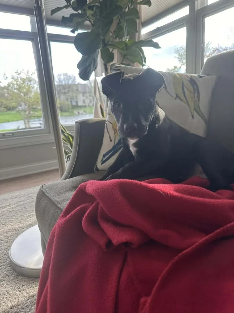 Sergeant thumbnail 4