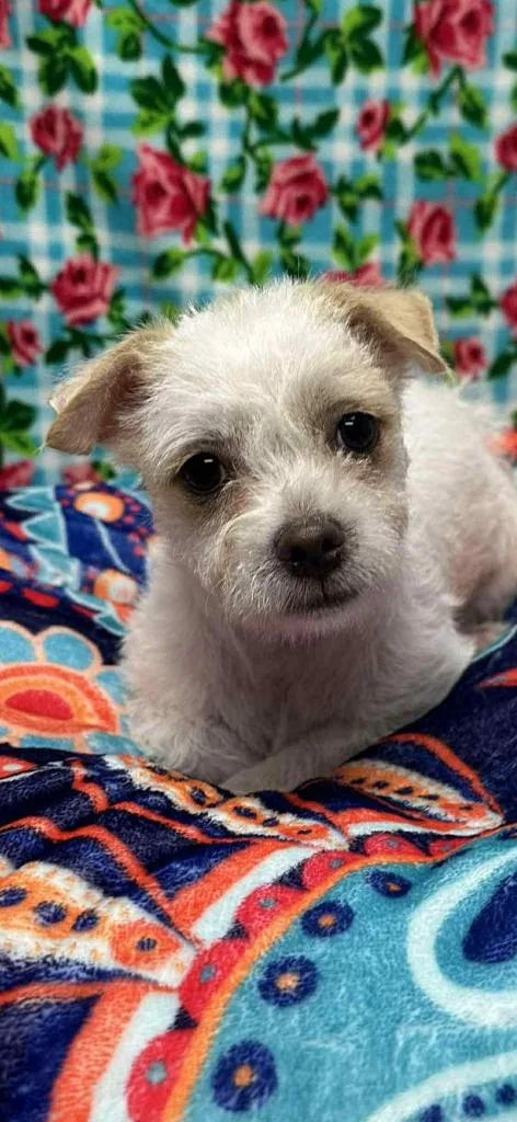 A baby small-sized male Terrier dog named Billy Boy for adoption in Brookings, OR