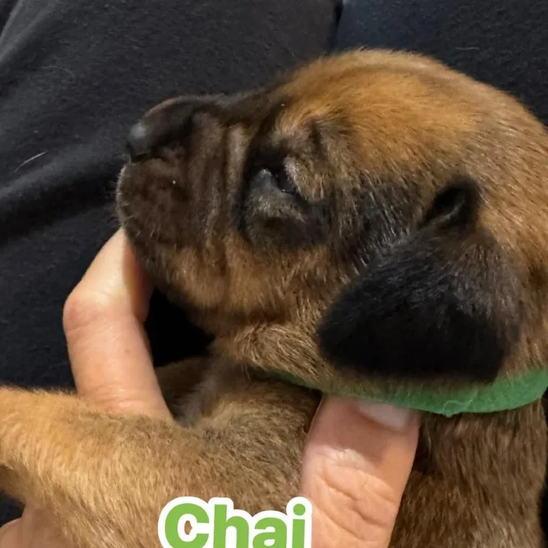 A baby medium-sized male Brown / Chocolate Coonhound dog named Chai for adoption in Jarrettsville, MD