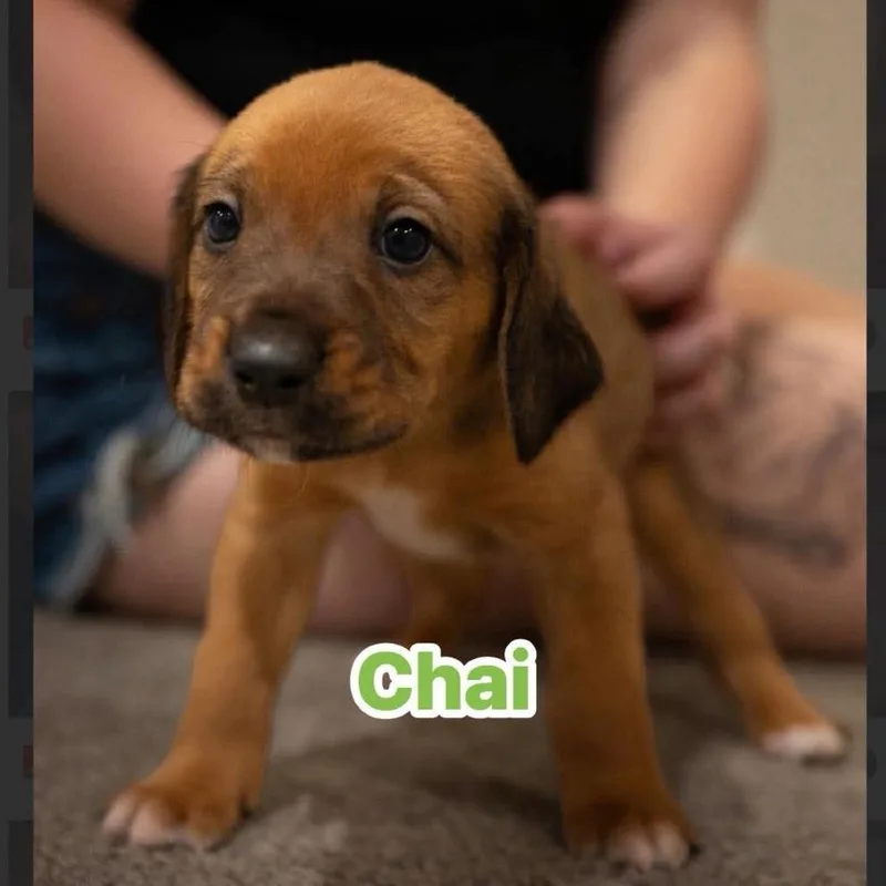 Chai thumbnail 2