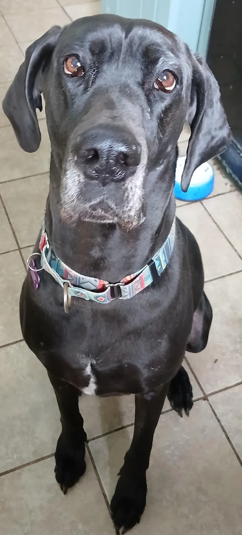 A young extra large-sized female Great Dane dog named Gracie for adoption in Gardiner, NY