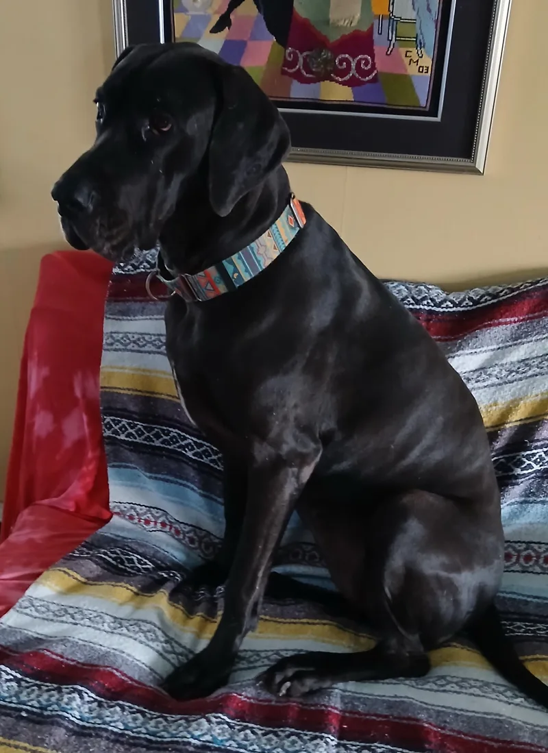 Gracie thumbnail 2