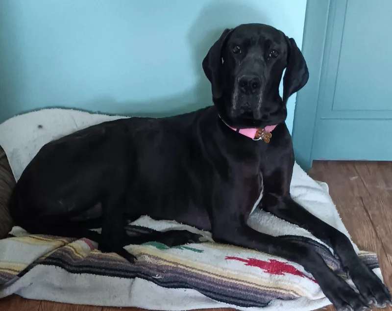 Gracie thumbnail 3