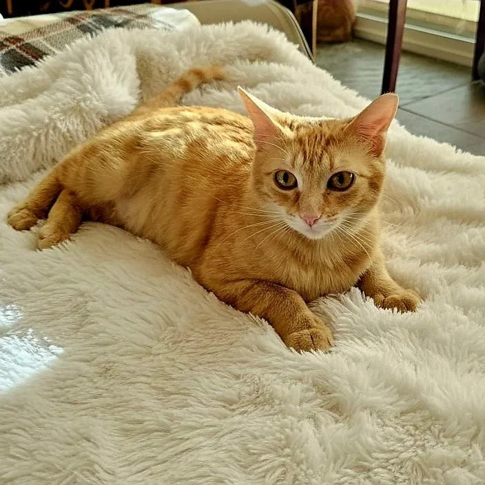 Redhead Reba thumbnail 2