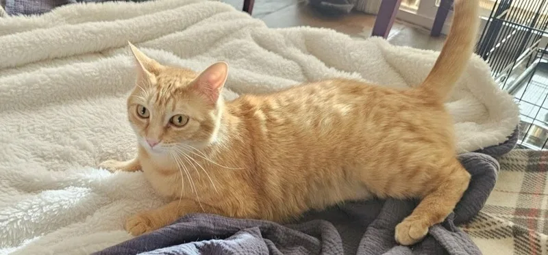 Redhead Reba thumbnail 3