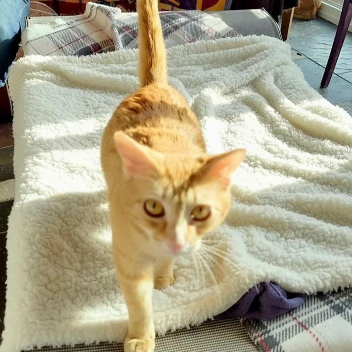 Redhead Reba thumbnail 4