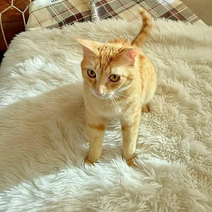 A young medium-sized female Orange & White Tabby cat named Redhead Reba for adoption in SCOTTSDALE, AZ